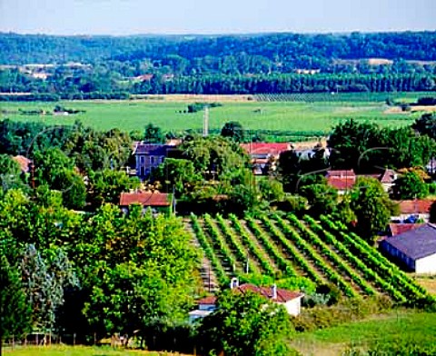Vineyards near Vlines Dordogne France   Haut Montravel  Bergerac