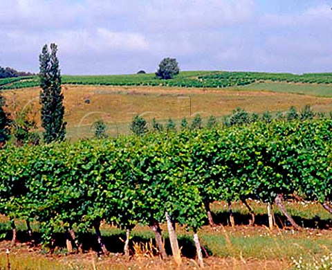 Vineyards near StJeandeDuras LotetGaronne   France Ctes de Duras