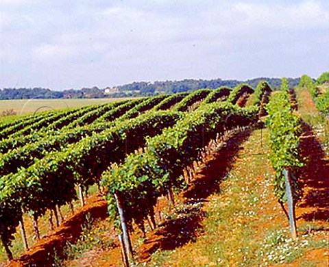 Vineyards near StJeandeDuras LotetGaronne   France Ctes de Duras