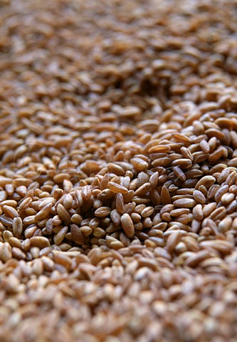 Farro a type of lentil typical in   Umbria Italy
