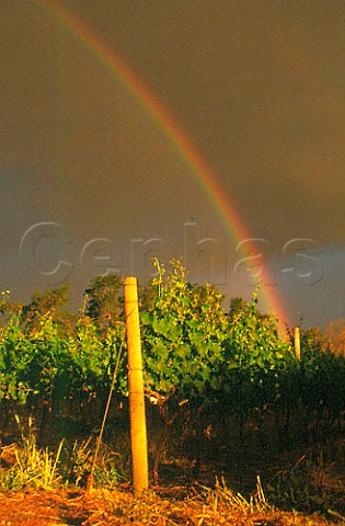 Rainbow over Chardonnay vineyard   Paarl South Africa
