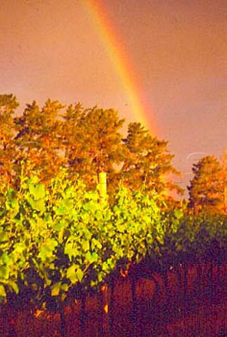 Rainbow over Chardonnay vineyard   Paarl South Africa