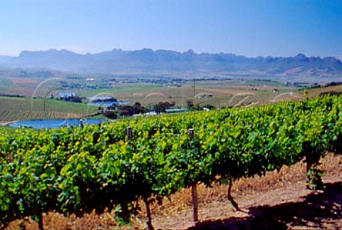 Jordan Estate vineyards Stellenbosch  South Africa