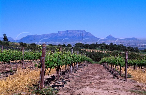 Vineyard of Jordan Estate with Table  Mountain in the distance Stellenbosch  South Africa
