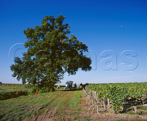 Harvesting Merlot grapes in vineyard of   Chteau PichonLonguevilleBaron   Pauillac Gironde France   Mdoc  Bordeaux