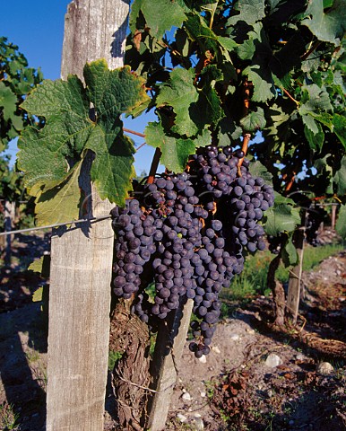 Ripe Merlot grapes in vineyard of   Chteau PichonLonguevilleBaron   Pauillac Gironde France   Mdoc  Bordeaux