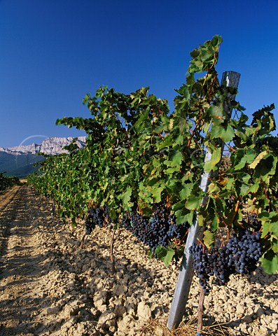 Tempranillo grapes in vineyard with the Sierra de   Cantabria beyond near Laguardia Alava Spain  Rioja Alavesa