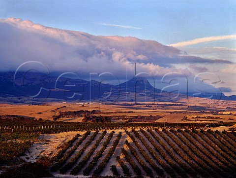 Late evening light on vineyards near Laguardia   with the Sierra de Cantabria in the distance      Alava Spain  Rioja Alavesa