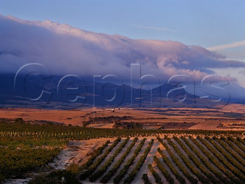 Late evening light on vineyards near Laguardia   with the Sierra de Cantabria in the distance      Alava Spain  Rioja Alavesa