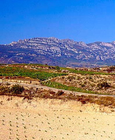 New and established vineyards near Baos de Ebro   with the Sierra de Cantabria beyond   Alava Spain    Rioja Alavesa