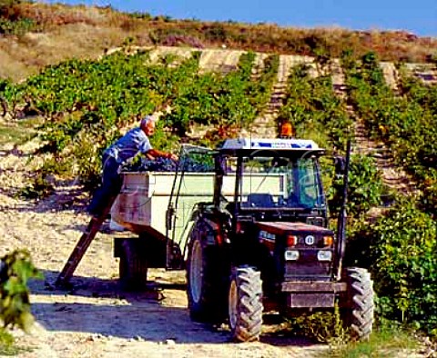 Harvesting grapes in vineyard of Bodegas Hermosilla   Baos de Ebro Alava Spain  Rioja Alavesa