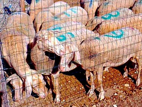 Sheep from La Bergerie at Pauillac Gironde France  Mdoc  Bordeaux