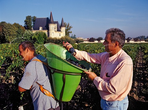 JeanRen Matignon technical director examining   harvested Merlot grapes in vineyard of   Chteau PichonLonguevilleBaron  Pauillac Gironde   France Mdoc  Bordeaux