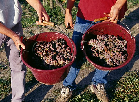 Buckets of harvested botrytisaffected Semillon grapes Chteau Suduiraut Sauternes Gironde France   Sauternes  Bordeaux