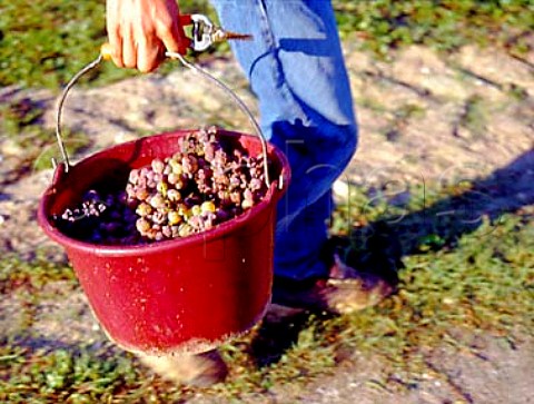 Bucket of botrytisaffected Semillon   grapes Chteau Suduiraut Sauternes Gironde    France   Sauternes  Bordeaux