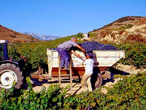 Harvesting Tempranillo grapes in vineyard of   Bodegas Hermosilla near Baos de Ebro Alava Spain  Rioja Alavesa
