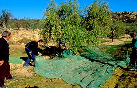 Placing nets on the ground prior to    harvesting the olives in grove of   Belazu    Catalonia Spain