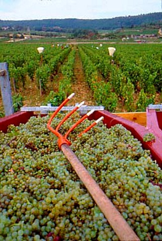 Trailer of harvested Chardonnay grapes   in CharmesDessus vineyard of Domaine   des Comtes Lafon Meursault   Cte dOr France     Cte de Beaune