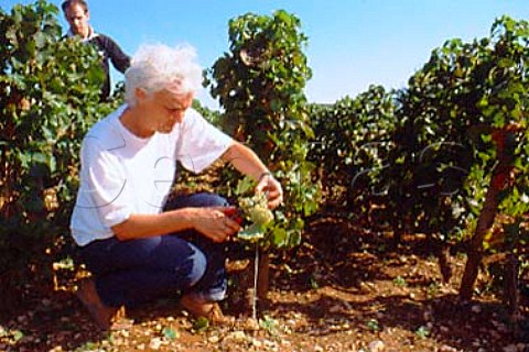AnneClaude Leflaive picking Chardonnay   grapes in her parcel of Le Montrachet   vineyard PulignyMontrachet Cte dOr   France    Cte de Beaune