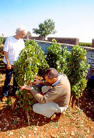 AnneClaude Leflaive and winemaker   Pierre Morey picking Chardonnay grapes   in her parcel of Le Montrachet vineyard   PulignyMontrachet Cte dOr France      Cte de Beaune