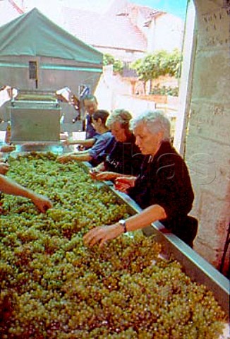 AnneClaude Leflaive helps with sorting   Chardonnay grapes as they arrive at the    winery PulignyMontrachet Cte dOr   France  Cte de Beaune