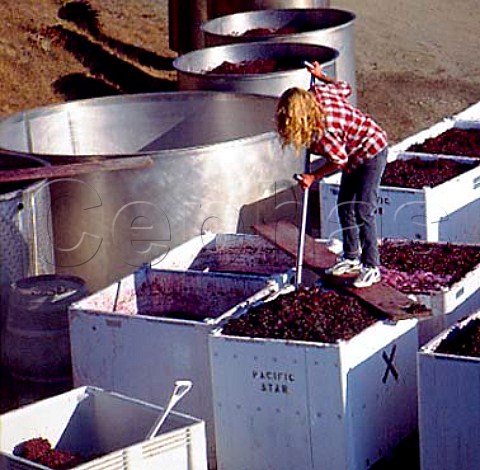 Sally Ottoson punchingdown the grapeskin cap on   her outdoor fermenting tanks  Pacific Star Winery   near Fort Bragg Mendocino Co California