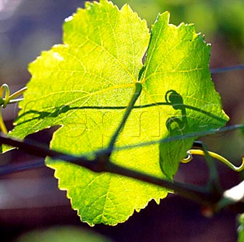 Vine leaf and tendrils in vineyard of Argyle   Dundee Oregon    Willamette Valley