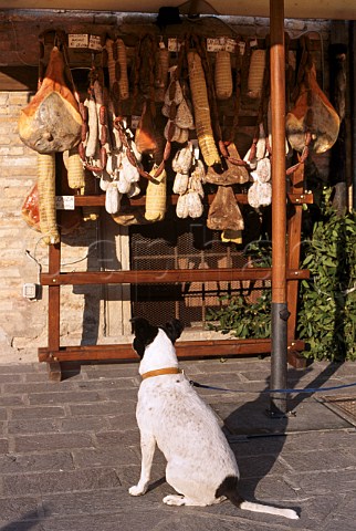 Dog interested in salami and ham hanging   outside shop Montefalco Umbria Italy