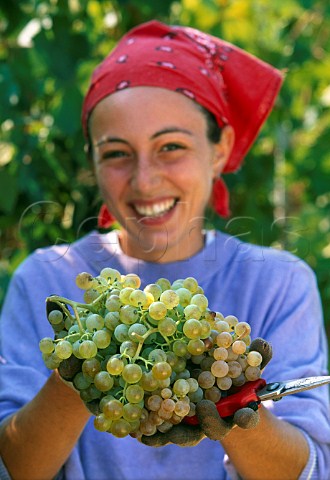 Picker with bunches of Cortese grapes   La Giustiniana Gavi Piemonte Italy
