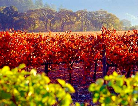 Autumnal vineyard of Topolos near Calistoga   Napa Co California