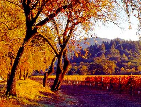 Oak trees by autumnal vineyard of Topolos    Calistoga Napa Co California