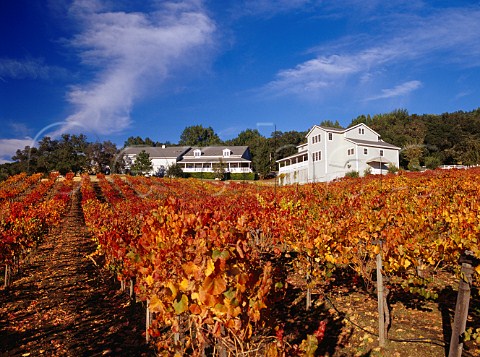Autumnal Malbec vineyard by Arrowood winery   Glen Ellen Sonoma Co California