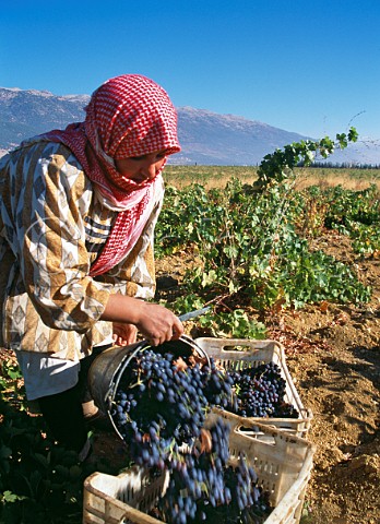 Bedouin woman harvesting in vineyard of Chateau Musar in the Bekaa Valley Aana Lebanon