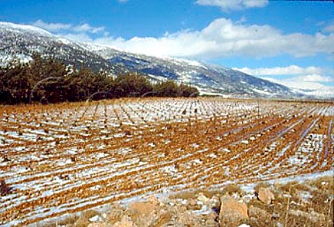 Snow in vineyard of Chateau Musar at   Aana in the Bekaa Valley Lebanon