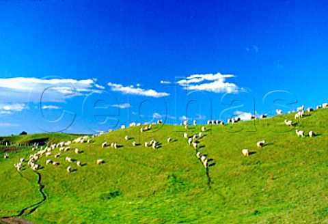Sheep grazing on hillside in the   Hawkes Bay region New Zealand