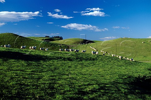 Sheep grazing on hillside in the   Hawkes Bay region New Zealand