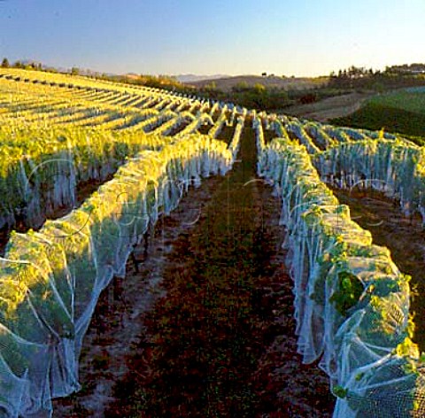 Antibird netting on the Redwood Valley Vineyard of   Seifried Estate in the Moutere Hills Nelson   New Zealand    Nelson