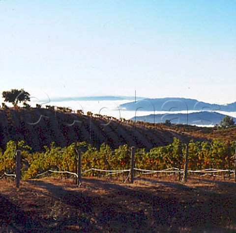 Ridge Vineyards above the morning fog   Cupertino Santa Clara Co California     Santa Cruz Mountains AVA