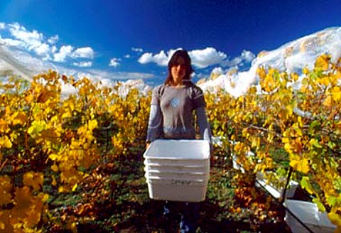Debbie Christensen winemaker   in vineyard of Coney Wines   Martinborough New Zealand  Wairarapa