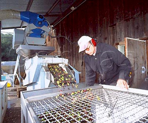 Michael Evkhanian overseeing washing and leaf   separation of olives prior to pressing   The Olive Press Glen Ellen Sonoma California