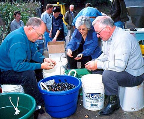 Private growers grading their olives prior to   pressing at The Olive Press Glen Ellen   Sonoma California