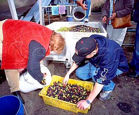 Private growers grading their olives prior to   pressing at The Olive Press Glen Ellen   Sonoma California