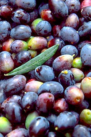 Harvested olives Arma di Taggia   Liguria Italy