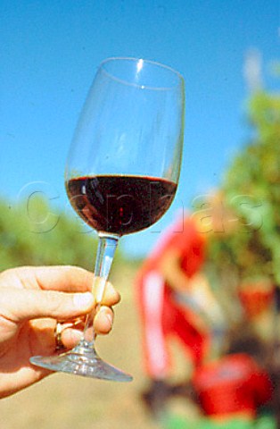 Glass of Chianti in vineyard of   Il Molino di Grace Lucarelli   near Panzano in Chianti Tuscany Italy