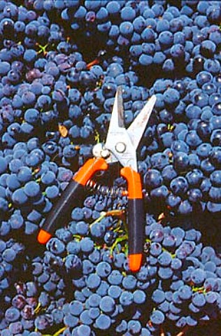 Secateurs on harvested Sangiovese grapes   of Il Molino di Grace Lucarelli   near Panzano in Chianti Tuscany Italy  Chianti Classico