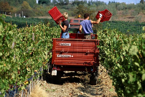 Putting out the harvesting crates in   vineyard of Il Molino di Grace   Lucarelli near Panzano in Chianti   Tuscany Italy  Chianti Classico