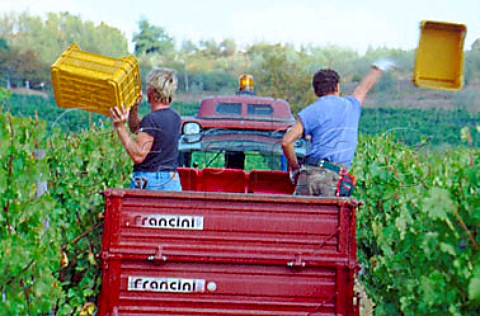 Putting out the harvesting crates in   vineyard of Il Molino di Grace   Lucarelli near Panzano in Chianti   Tuscany Italy  Chianti Classico