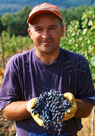 Picker holding bunches of harvested   Sangiovese grapes in vineyard of   Il Molino di Grace Lucarelli near   Panzano in Chianti Tuscany Italy    Chianti Classico