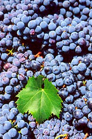 Harvested Sangiovese grapes in vineyard   of Il Molino di Grace Lucarelli near   Panzano in Chianti Tuscany Italy    Chianti Classico