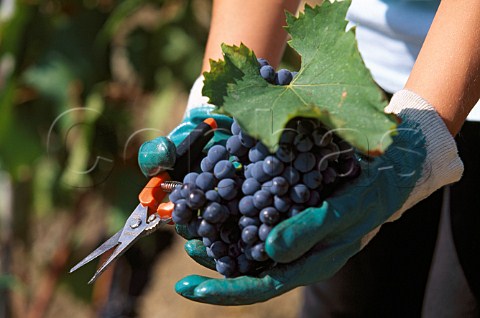 Hands holding harvested Sangiovese   grapes in vineyard of Il Molino di    Grace Lucarelli near Panzano in   Chianti Tuscany Italy   Chianti Classico
